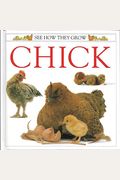 Chick