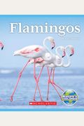 Flamingos (Nature's Children)