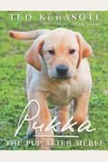 Pukka: The Pup After Merle