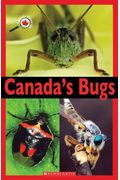 Canada Close Up Canadas Bugs