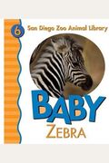Baby Zebra San Diego Zoo Animal Library