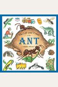 The Life And Times Of The Ant
