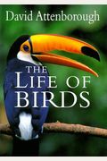 The Life Of Birds