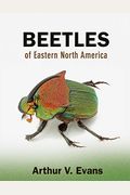 Beetles Of Eastern North America