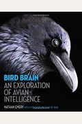 Bird Brain: An Exploration Of Avian Intelligence