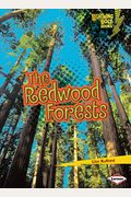 The Redwood Forests