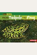 From Tadpole To Frog (Start To Finish)