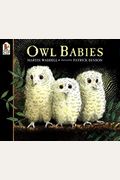Owl Babies