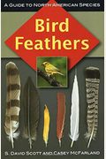 Bird Feathers: A Guide To North American Species