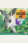 A Kangaroo Joey Grows Up (Baby Animals)