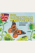 From Caterpillar To Butterfly