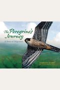The Peregrine's Journey: A Story Of Migration