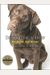 Inside Of A Dog: What Dogs See, Smell, And Know