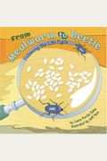 From Mealworm to Beetle: Following the Life Cycle (Amazing Science: Life Cycles)