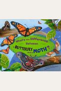 What's the Difference Between a Butterfly and a Moth?
