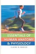 Essentials Of Human Anatomy & Physiology