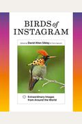 Birds Of Instagram: Extraordinary Images From Around The World