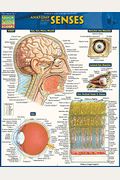 Anatomy of the Senses: Quickstudy Laminated Reference Guide