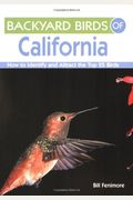 Backyard Birds Of California: How To Identify And Attract The Top 25 Birds