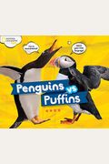 Penguins Vs. Puffins (Animals)