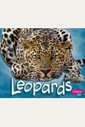 Leopards (African Animals)