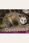 Opossums (Nocturnal Animals)