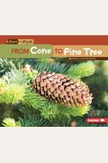 From Cone To Pine Tree