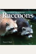 Exploring The World Of Raccoons