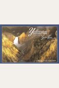 Wildlife of Yellowstone & Grand Teton National Parks - A Collection of 12 Postcards