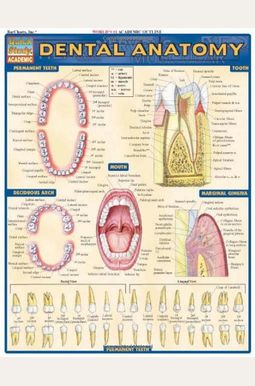 Dental Anatomy (Quickstudy: Academic)