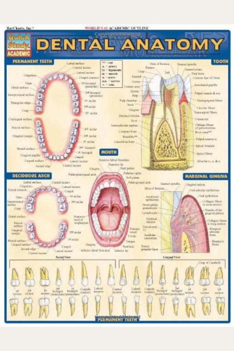Dental Anatomy (Quickstudy: Academic)