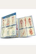 Anatomy 2 Flash Cards: A Quickstudy Reference Tool