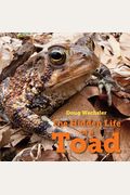 The Hidden Life Of A Toad