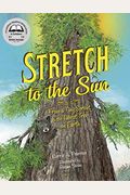 Stretch To The Sun: From A Tiny Sprout To The Tallest Tree On Earth