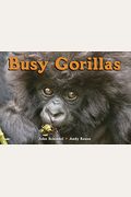 Busy Gorillas