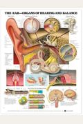 The Ear: Organs of Hearing and Balance Anatomical Chart