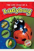 The Life Cycle Of A Ladybug
