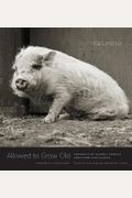 Allowed To Grow Old: Portraits Of Elderly Animals From Farm Sanctuaries
