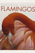Amazing Animals: Flamingos