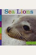 Seedlings Sea Lions
