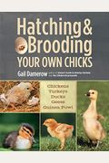 Hatching & Brooding Your Own Chicks: Chickens, Turkeys, Ducks, Geese, Guinea Fowl
