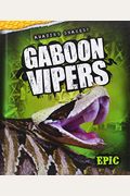Gaboon Vipers (Amazing Snakes!)