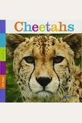 Seedlings: Cheetahs