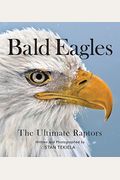Bald Eagles: The Ultimate Raptors