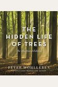 The Hidden Life Of Trees: The Illustrated Edition