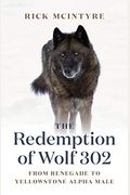 The Redemption Of Wolf 302: From Renegade To Yellowstone Alpha Male