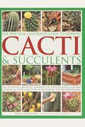 The Practical Illustrated Guide To Growing Cacti & Succulents: The Definitive Gardening Reference On Identification, Care And Cultivation, With A Dire