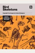Bird Skeletons: Copyright-Free Images For Artists & Designers