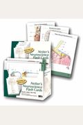 Netter's Neuroscience Flash Cards, 1e (Netter Basic Science)