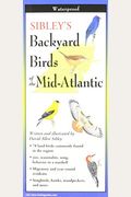 Sibley's Back. Birds Of Mid-Atlantic